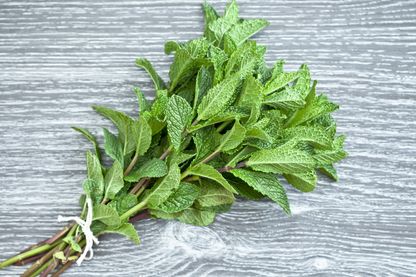 Bouquet de menthe Bouquet de menthe