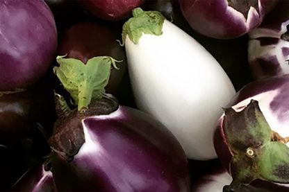 Diverses variétés d'aubergines Diverses variétés d'aubergines
