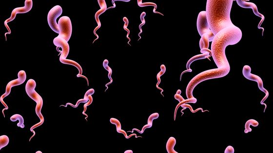 Bactérie (tréponème) responsable de la syphilis ©AFP - PIXOLOGICSTUDIO