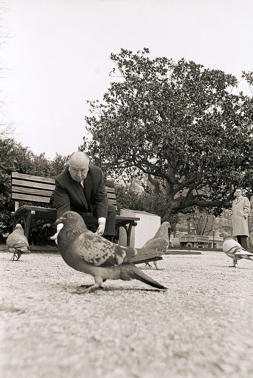 Alfred Hitchcock nourrissant un pigeon à Washington D.C