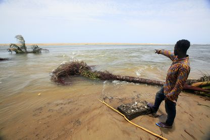 Un homme montre des cocotiers tombés à Grand Lahou le 21 avril 2018. L'érosion côtière a englouti la vieille ville et le phare Un homme montre des cocotiers tombés à Grand Lahou le 21 avril 2018. L'érosion côtière a englouti la vieille ville et le phare