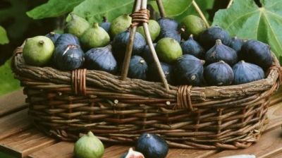 Figues mûres à point !