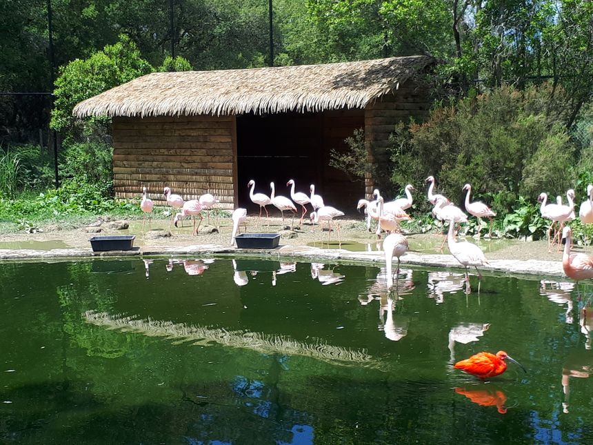 les flamants roses du zoo de Labenne