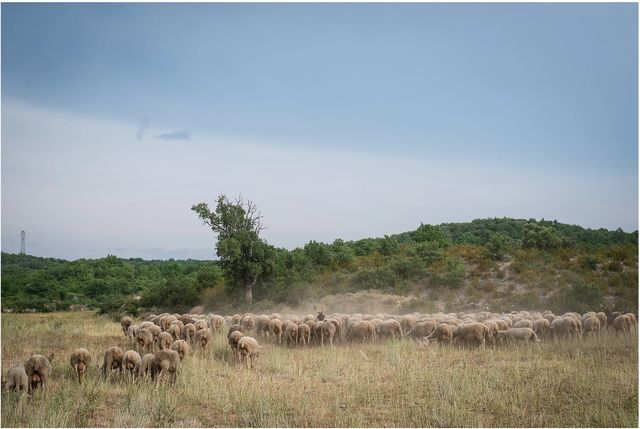 Moutons pendant la transhumance