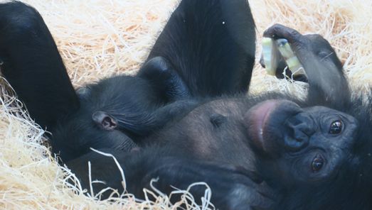 Vienne Un Bebe Bonobo Est Ne A La Vallee Des Singes