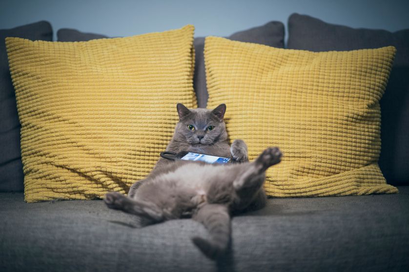 La procrastination, une attitude souvent enviée aux chats.