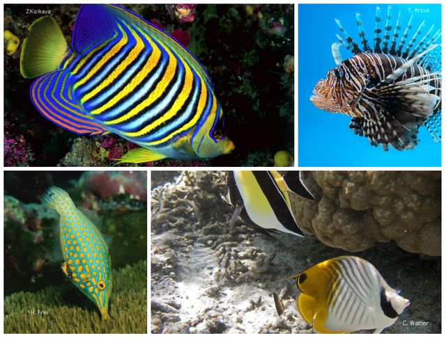 Le poisson-ange, la rascasse volante, le poisson-lime, et le poisson-papillon (de gauche à droite et de haut en bas) font partie des espèces les plus belles selon l'étude.