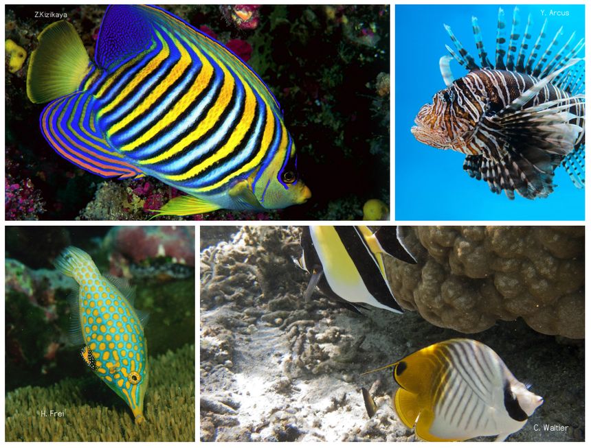 Le poisson-ange, la rascasse volante, le poisson-lime, et le poisson-papillon (de gauche à droite et de haut en bas) font partie des espèces les plus belles selon l'étude.