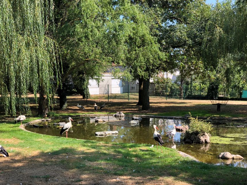 Le parc à cigognes de Cernay plaît aux petits comme aux grands !