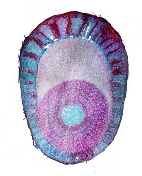 coupe anatomique d'un jeune arbre tuteuré et artificiellement incliné. L'écorce est plus développée sur la face supérieure avec les faisceaux en treillis de fibres