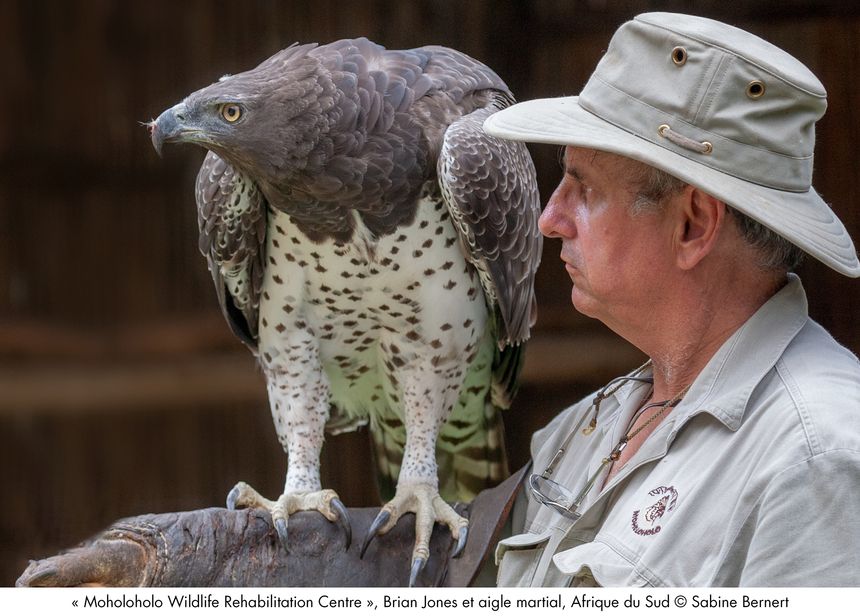 Brian Jones et aigle martial, Afrique du Sud