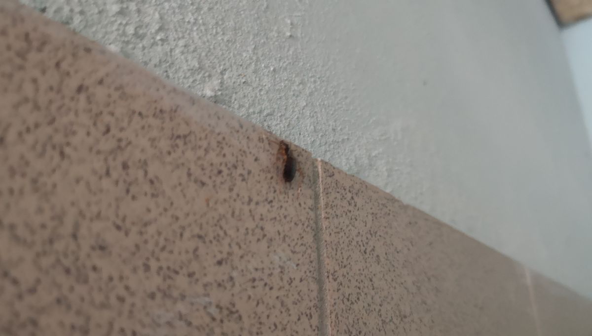 Un immeuble dijonnais envahi par les blattes Un immeuble dijonnais envahi par les blattes