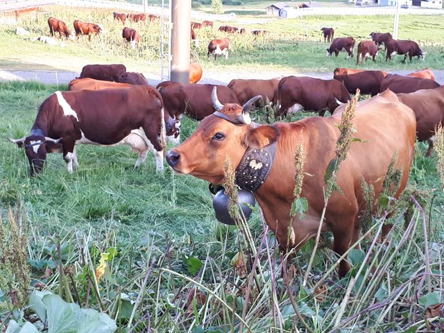 Les vaches dont le lait sert à fabriquer le Beaufort, et les cloches qui permettent de les retrouver lorsque le brouillard tombe