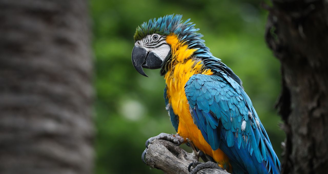 Les Perroquets Peuvent Rougir Aussi