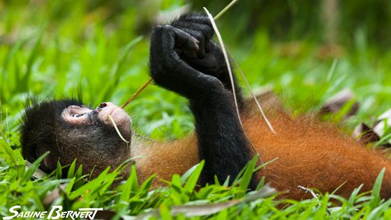 Singe-araignée au Costa Rica - Sabine Bernert