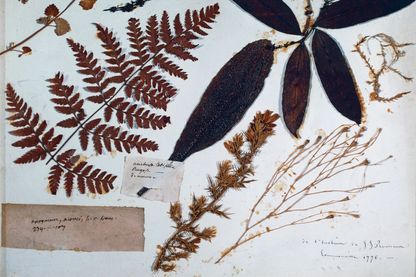 Page de l'herbier d'Ermenonville, 1776, par Jean-Jacques Rousseau (1712-1778), France, XVIIIe siècle Page de l'herbier d'Ermenonville, 1776, par Jean-Jacques Rousseau (1712-1778), France, XVIIIe siècle