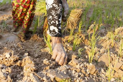 Au Cambodge, les petits producteurs de riz ne s'en sortent pas Au Cambodge, les petits producteurs de riz ne s'en sortent pas
