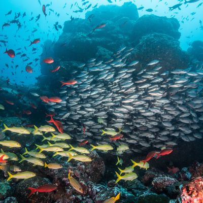 Poissons au Costa Rica
