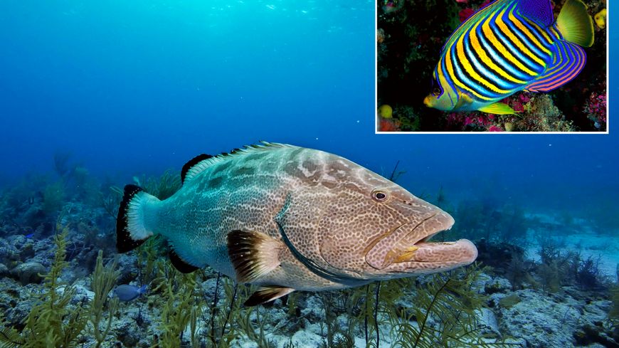 Des photos de 116 espèces, dont le mérou noir et le poisson-ange, ont été soumises à plus de 8 000 personnes pour déterminer leur valeur esthétique.