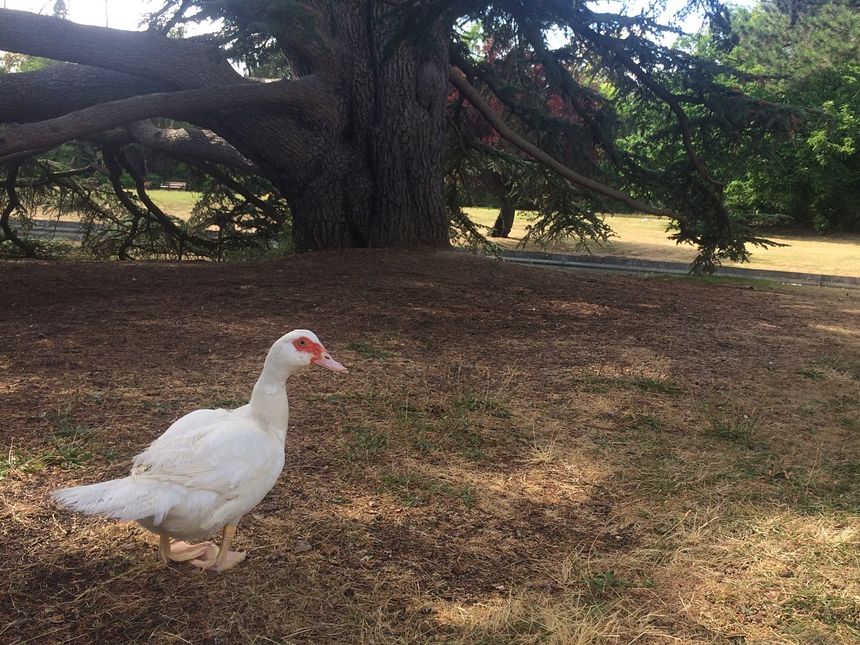 Canard du jardin du Trocadéro - Domaine national de Saint-Cloud