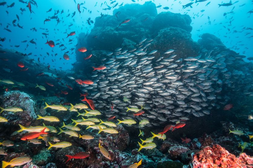 Poissons au Costa Rica