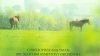 English orchestral songs