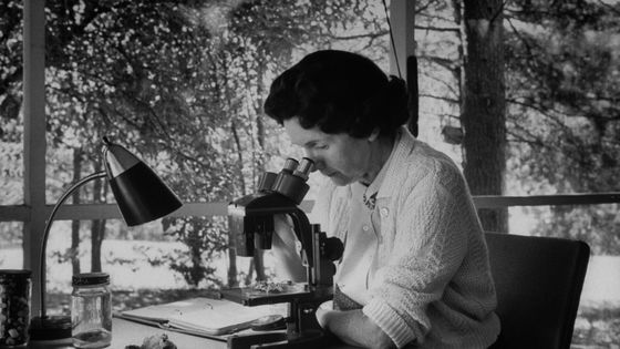 La biologiste Rachel Carson chez elle en 1962. ©Getty - Alfred Eisenstaedt