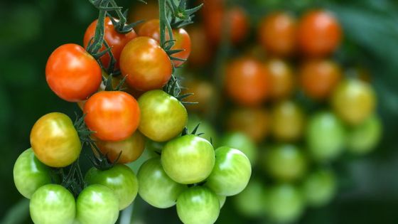 Grappe de tomate ©Getty - Viktor Drachev
