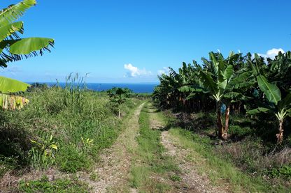 Bananeraie en Guadeloupe Bananeraie en Guadeloupe