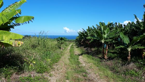 Bananeraie en Guadeloupe ©Radio France - Thibault Lefevre