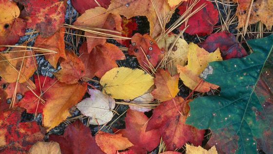 Des feuilles dans une forêt ©Getty - DEA / V. GIANNELLA