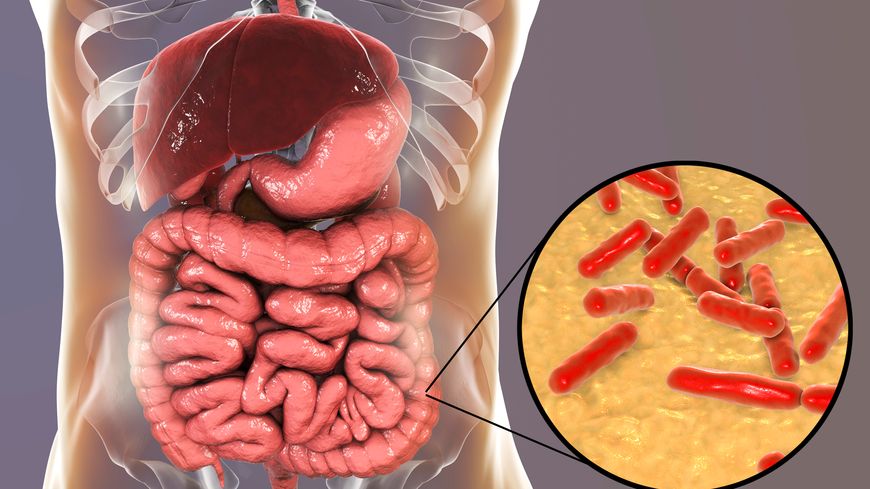 Des milliards de bactéries composent le microbiote intestinal, sur lequel beaucoup de chercheurs fondent leurs espoirs pour guérir l'organisme de patients affaiblis