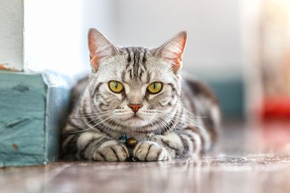 Chat Chat