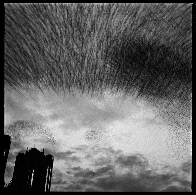 Reims, la cathédrale (1989)
