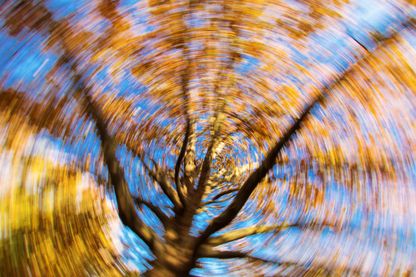 dizzy tree on the blue sky with beautiful autumn colors dizzy tree on the blue sky with beautiful autumn colors