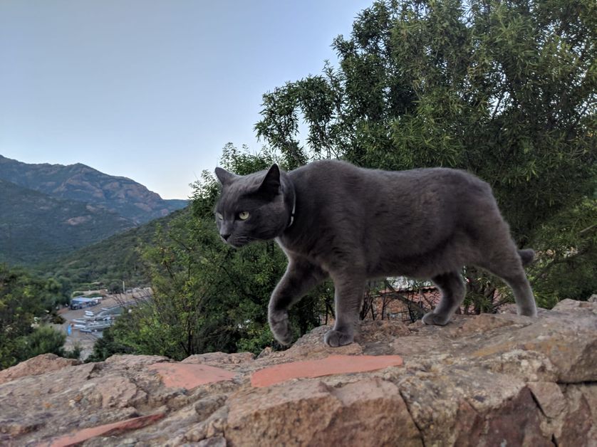 Carnivore insatiable, le chat fait des ravages dans les écosystèmes fragiles.