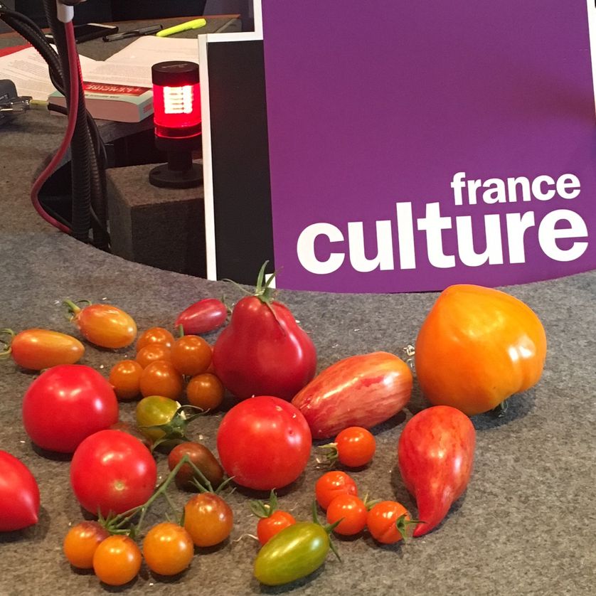 Les tomates de Pascal Antigny pour France Culture