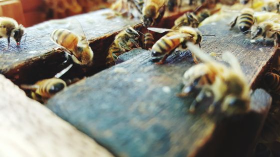 Parrainer une ruche pour 8 euros par mois ©Getty - Amornrut Ploysangam / EyeEm