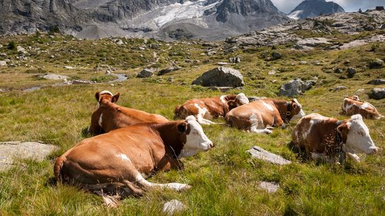 Une vache émet en moyenne 100kg de méthane par an ©Getty - PaoloBis