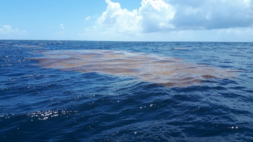 Sargasses en mer près de la Guadeloupe, au large de la côte orientale de la Basse-Terre