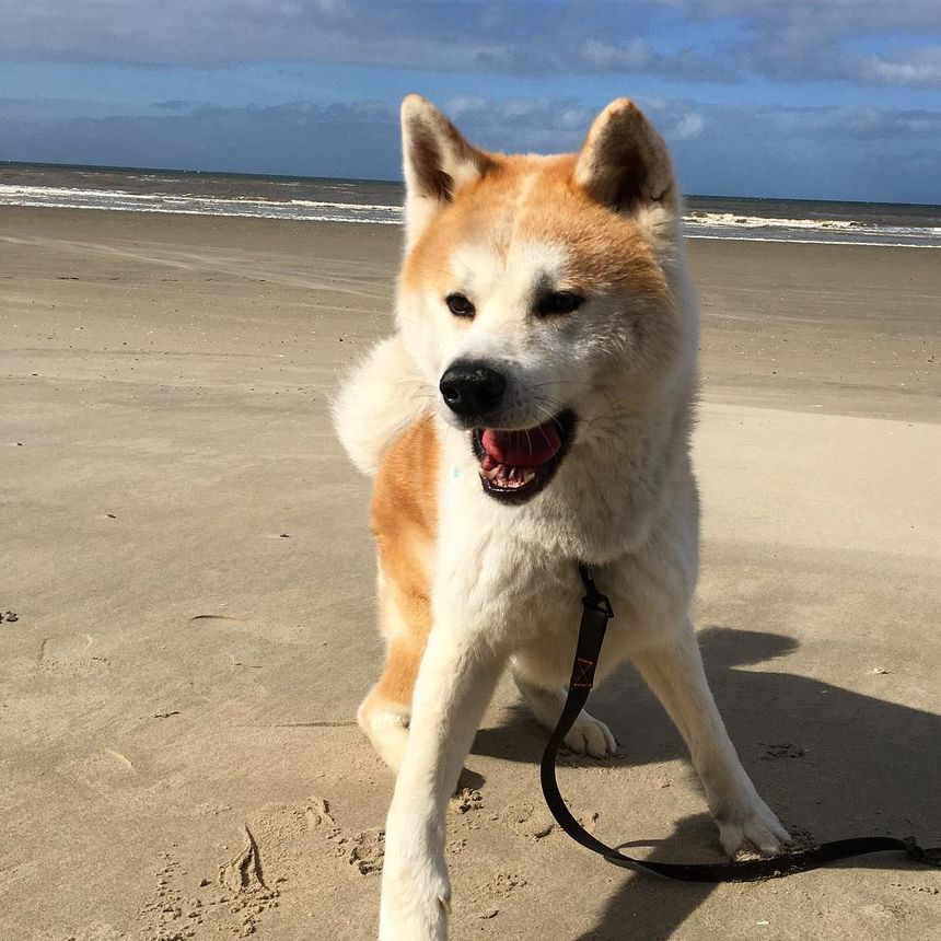 Loki, mâle akita