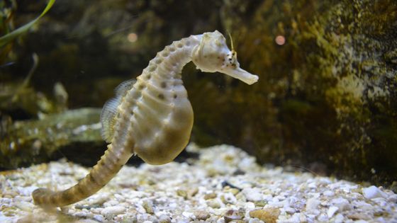 Hippocampe dans un aquarium ©Getty - Andrzej Smiatacz / EyeEm