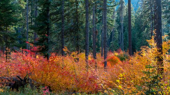 Une forêt dans l'état de Washington ©Getty - Wolfgang Kaehler/LightRocket