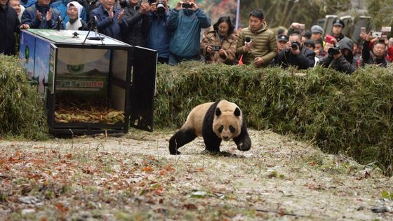 Faut-il renvoyer le monde animal à l'état sauvage ? ©Getty - VCG / Contributeur