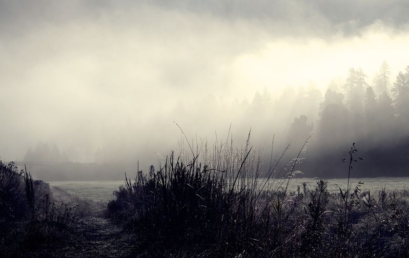 Brume matinale sur un étang.
