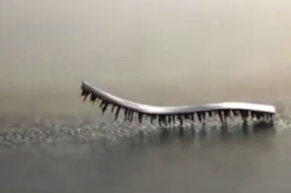 Ce robot mille-pattes est capable de porter 100 fois son poids