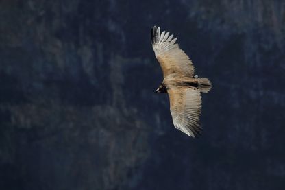 Vautour Vautour