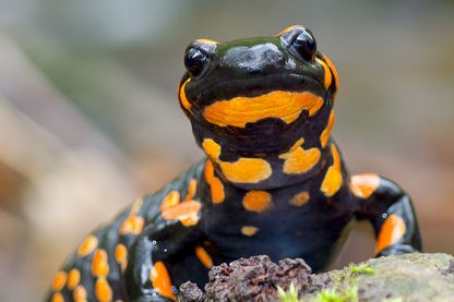 Salamandre Salamandre