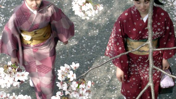 Deux japonaises en costume traditionnel, sous les cerisiers en fleurs. ©Radio France - Anne Brunel