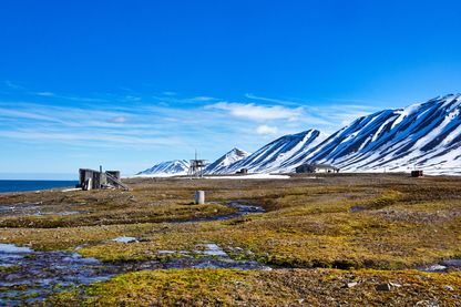 Des plantes de plus en grandes colonisent l'Arctique, signe du réchauffement climatique Des plantes de plus en grandes colonisent l'Arctique, signe du réchauffement climatique